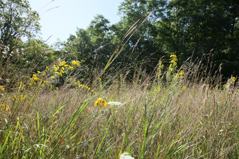 Full Size Image = 7413 K