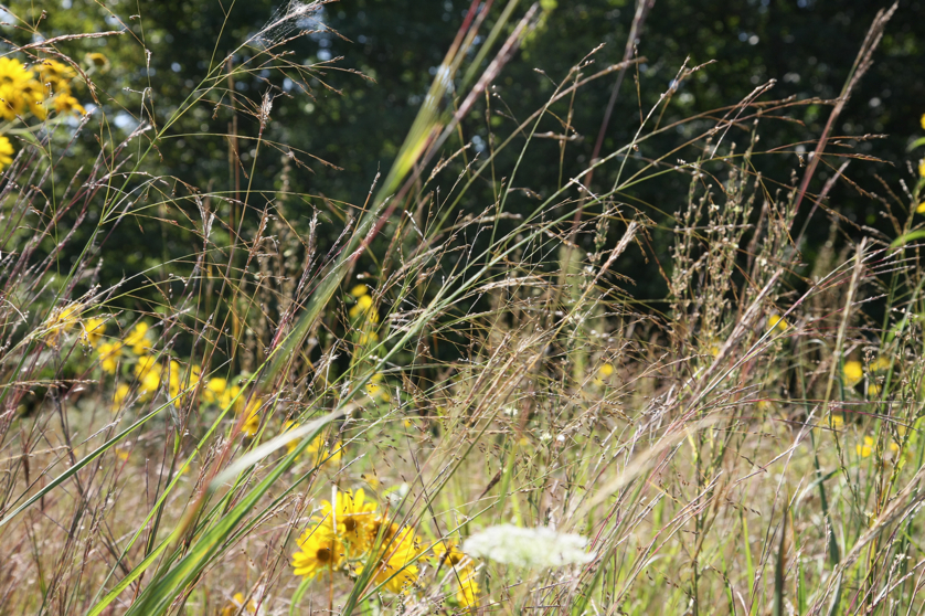 Full Size Image = 5263 K