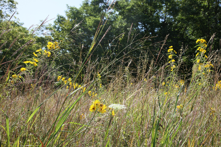 Full Size Image = 6576 K