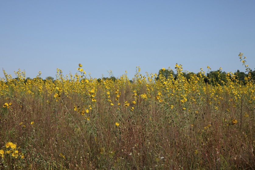 Full Size Image = 5525 K