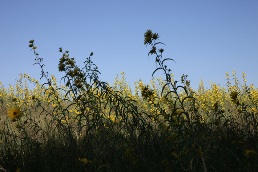 Full Size Image = 4409 K