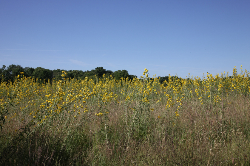 Full Size Image = 5385 K