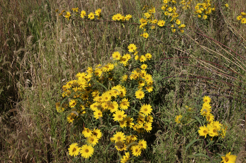 Full Size Image = 7431 K