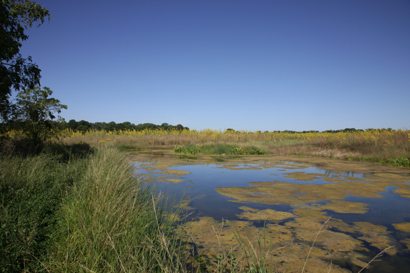 Full Size Image = 4545 K