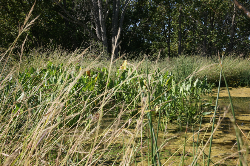 Full Size Image = 6432 K