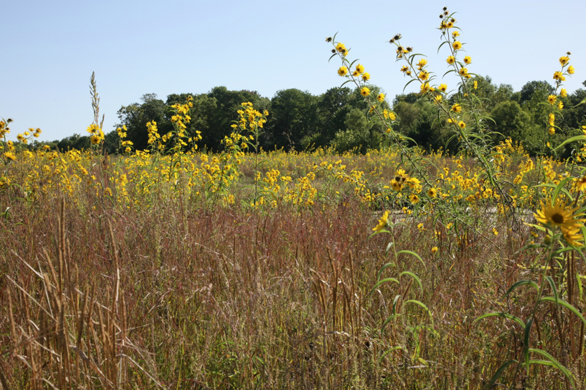 Full Size Image = 6177 K