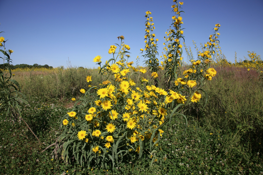 Full Size Image = 5865 K