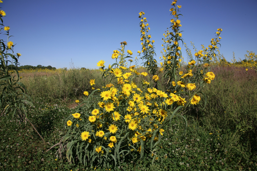 Full Size Image = 5807 K