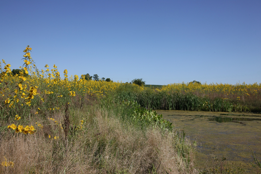 Full Size Image = 5200 K