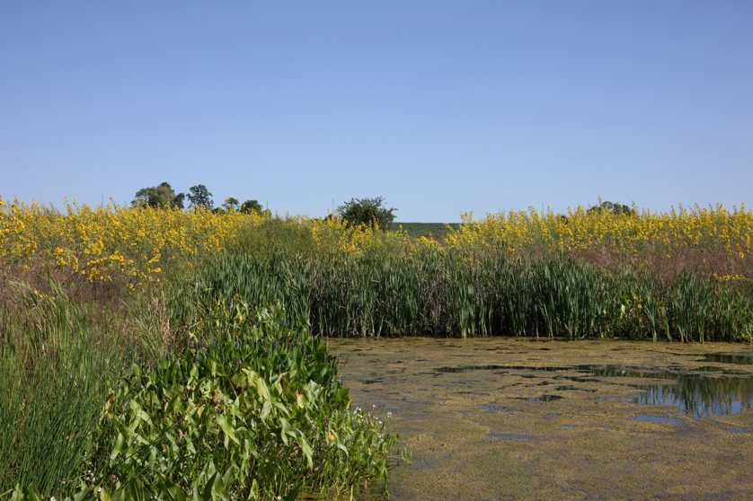 Full Size Image = 5236 K