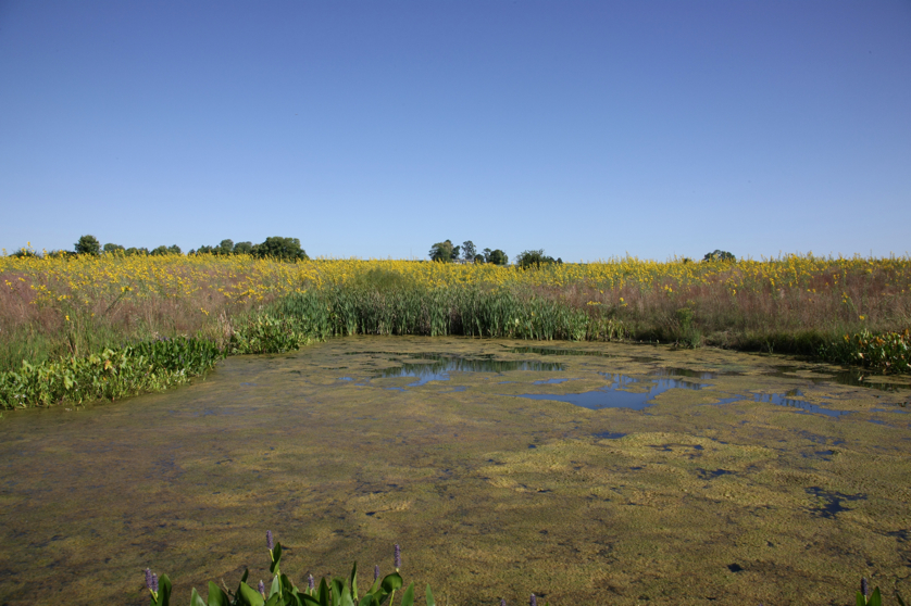 Full Size Image = 4689 K