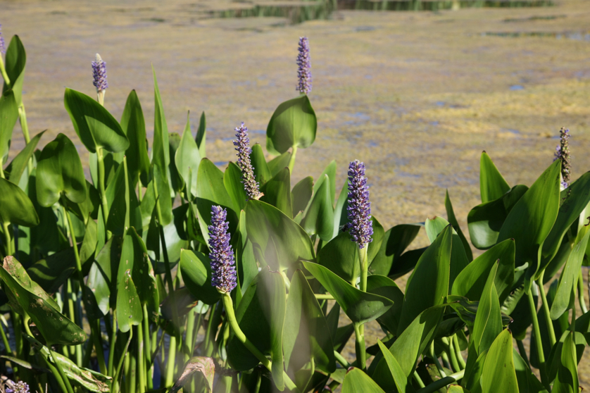 Full Size Image = 3744 K