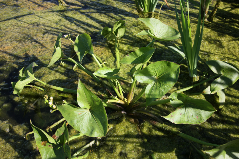 Full Size Image = 5020 K