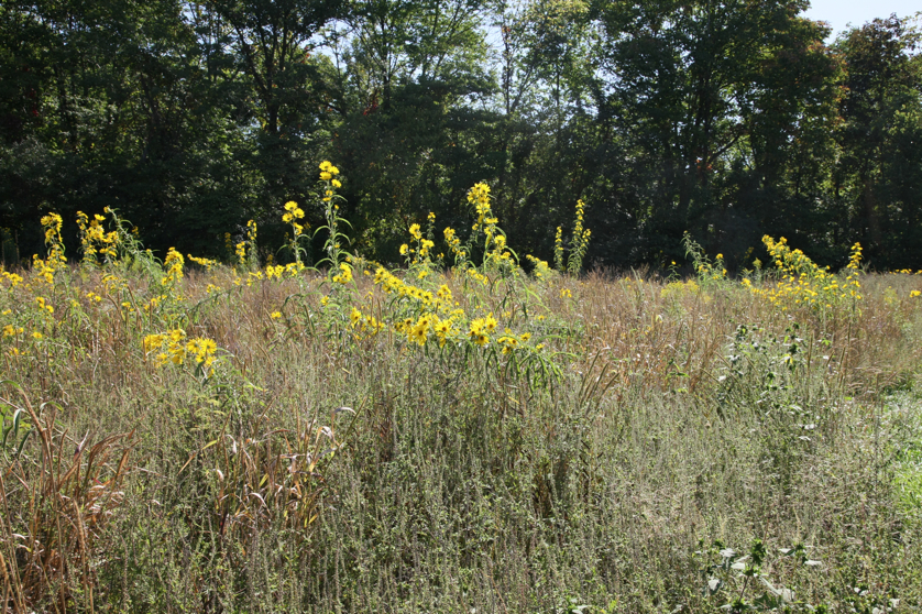 Full Size Image = 7844 K