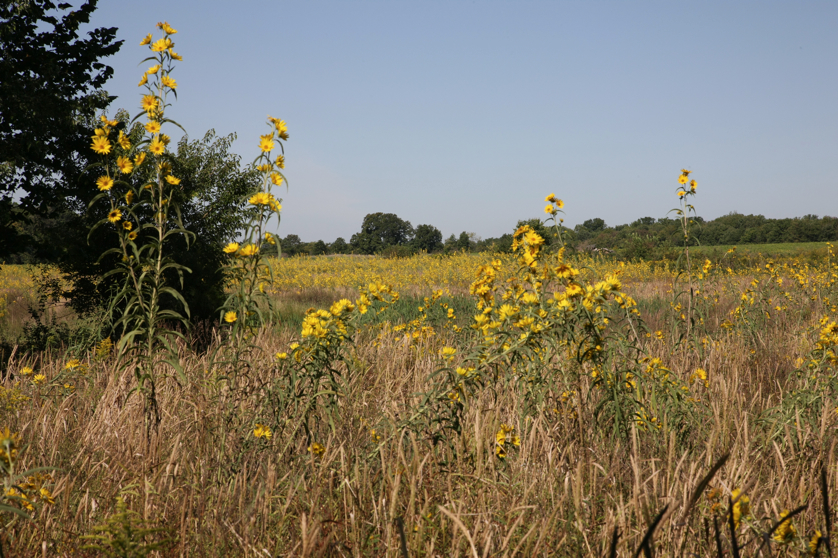 Full Size Image = 5355 K