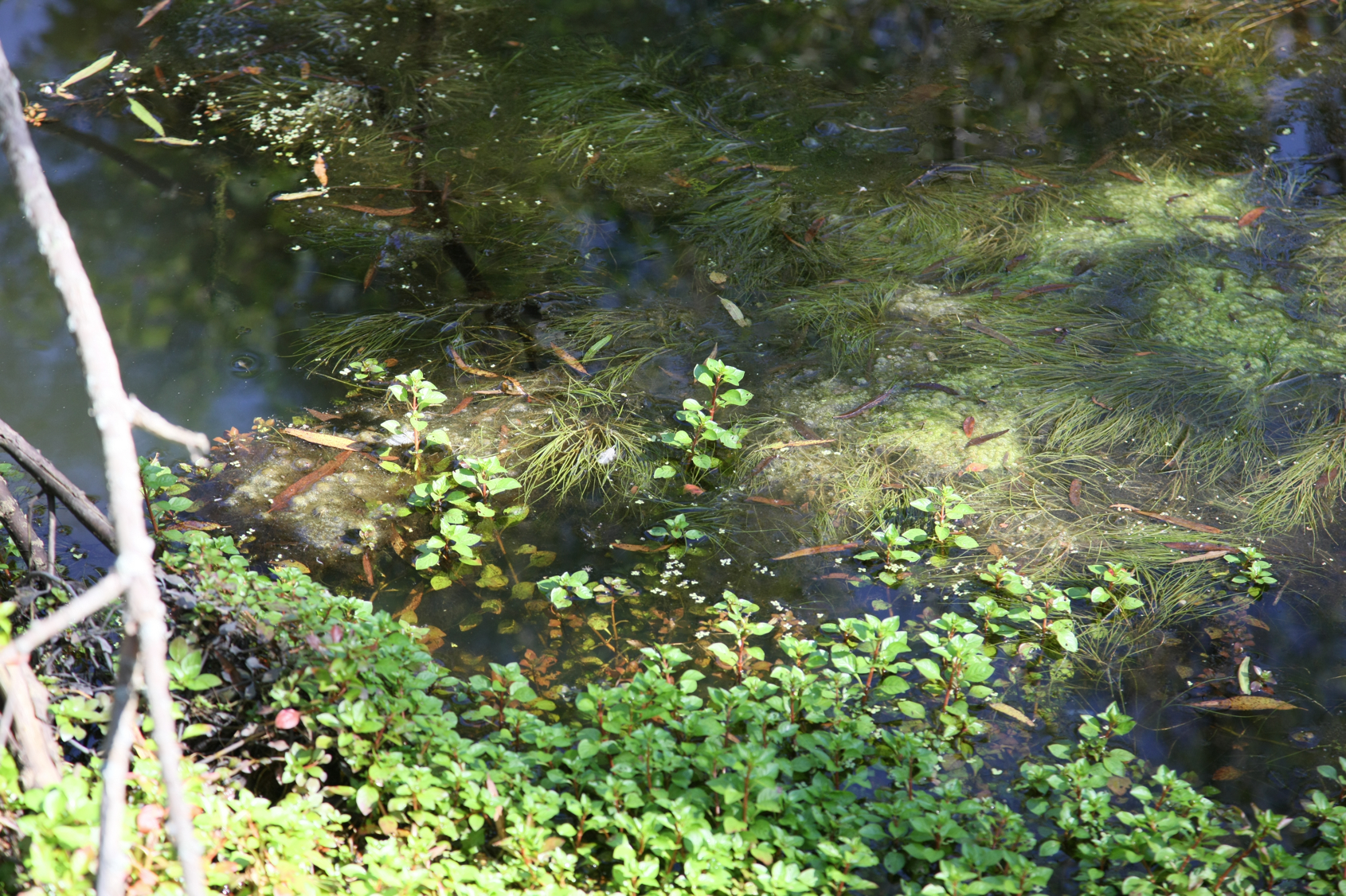 Full Size Image = 16808 K