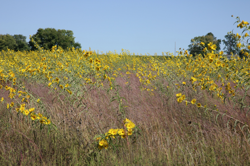 Full Size Image = 5853 K