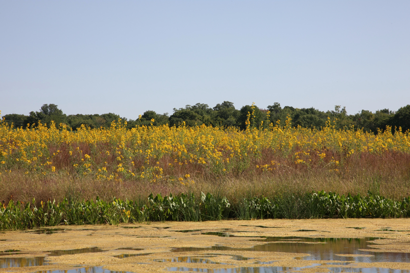 Full Size Image = 5190 K