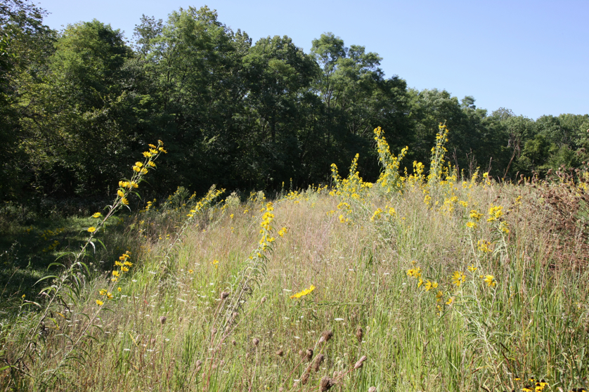 Full Size Image = 7303 K