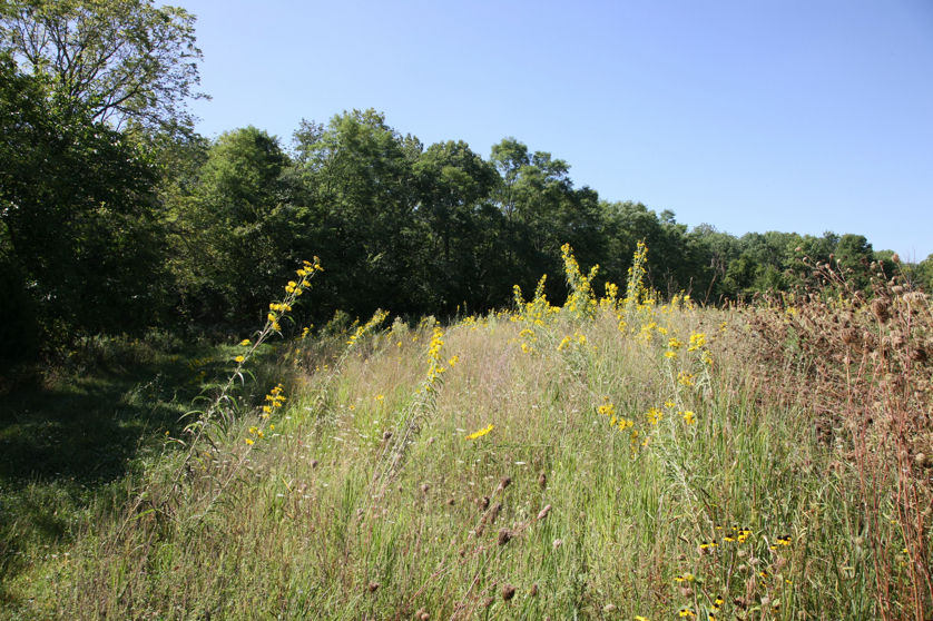 Full Size Image = 6768 K