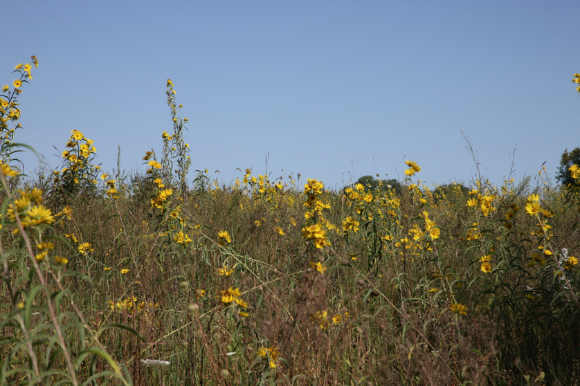 Full Size Image = 4925 K