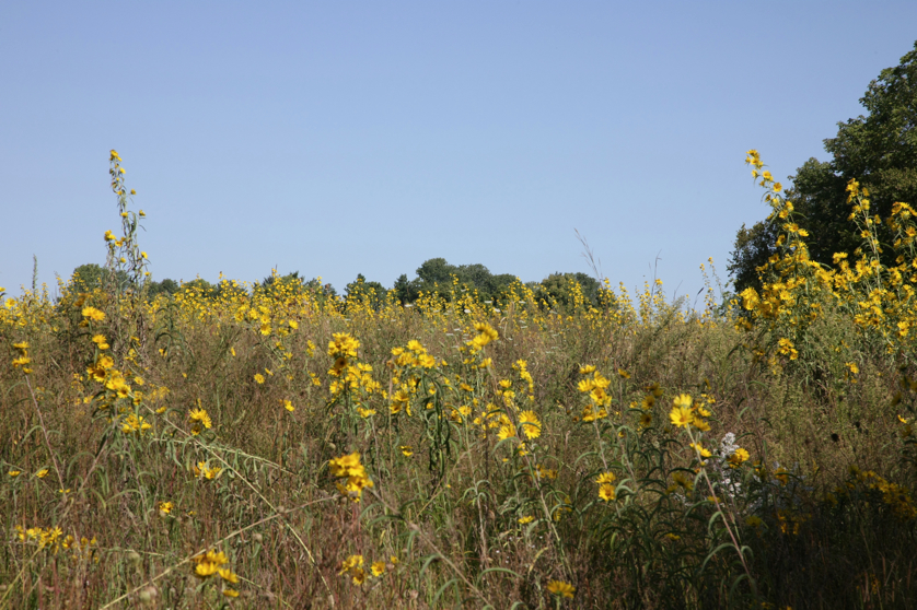 Full Size Image = 4792 K