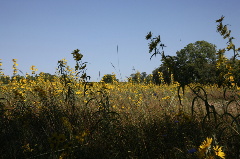 Full Size Image = 4702 K