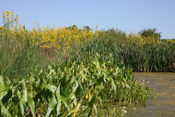 Aquatic Vegetation