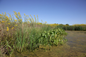 Native Aquatic plants