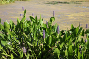 More Pickerel Weed