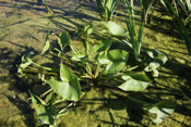 Massive Sagittaria