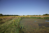 Berm Wetland 3