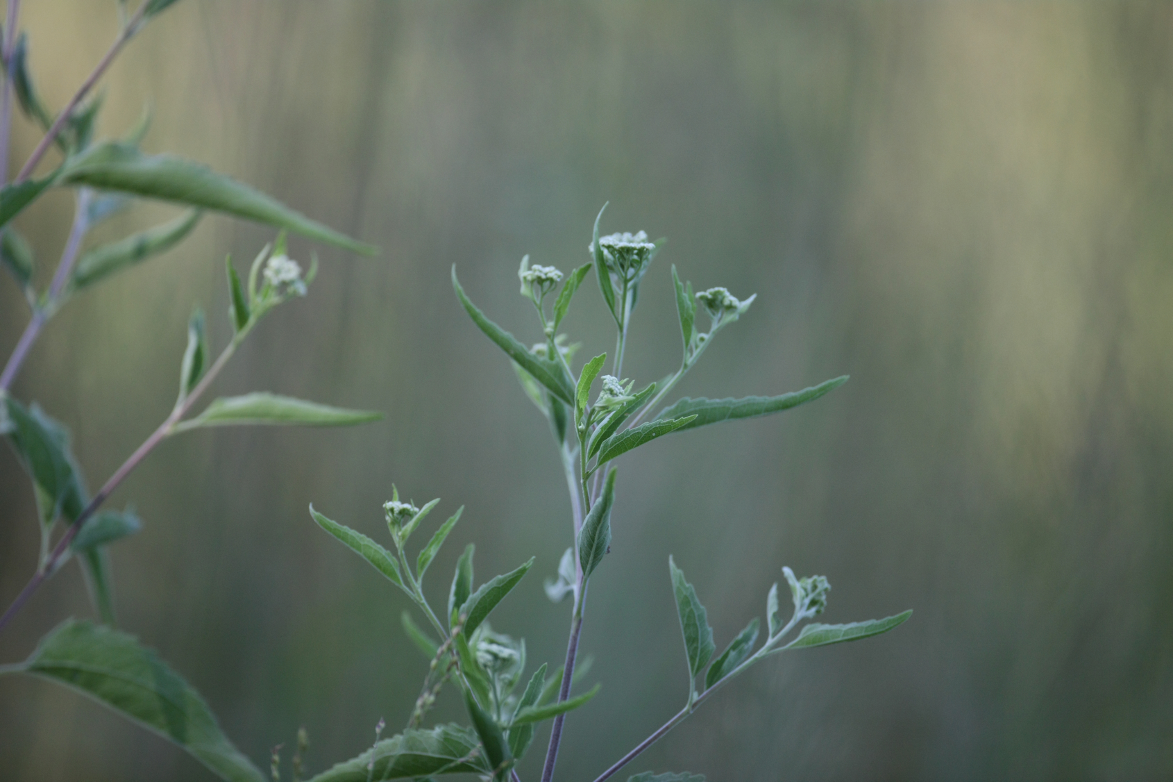 Full Size Image = 11548 K