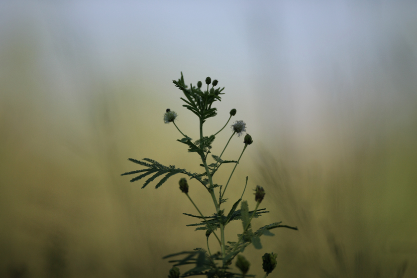 Full Size Image = 3019 K