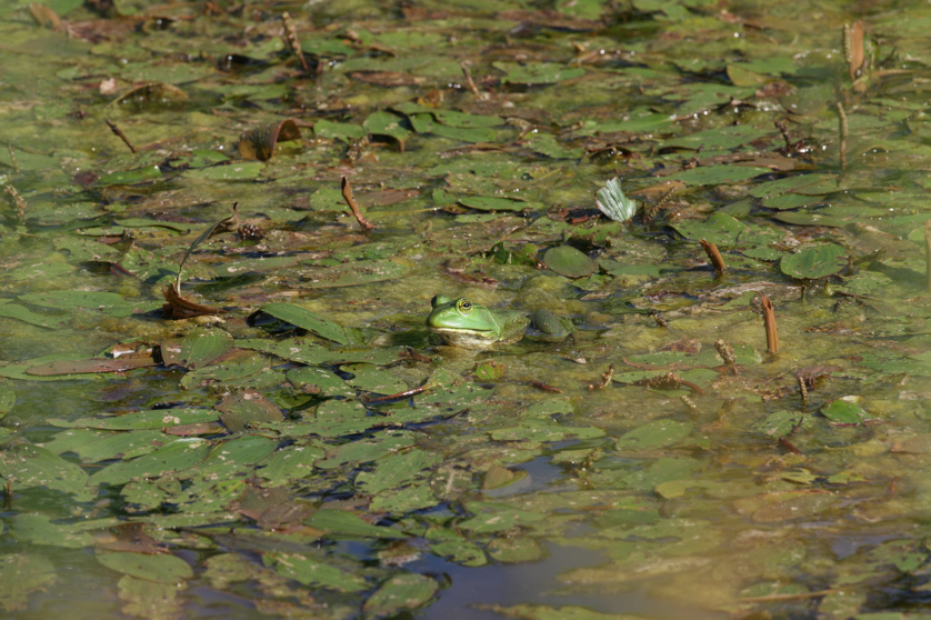 Full Size Image = 4802 K