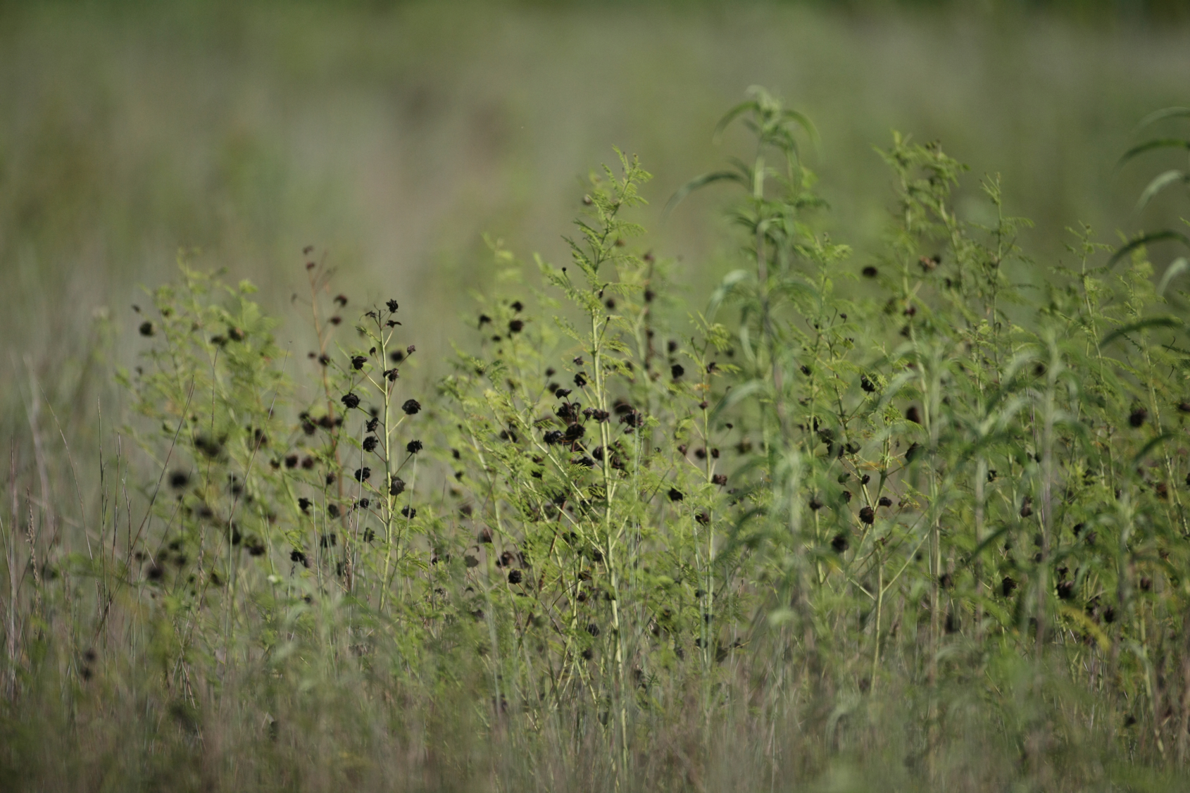 Full Size Image = 13442 K