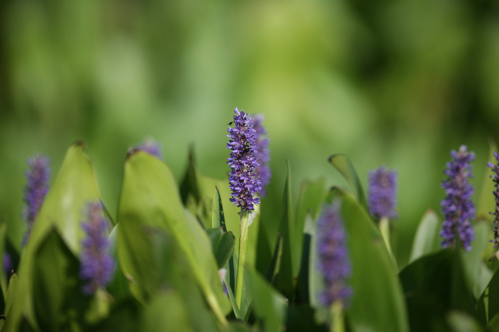 Full Size Image = 11835 K