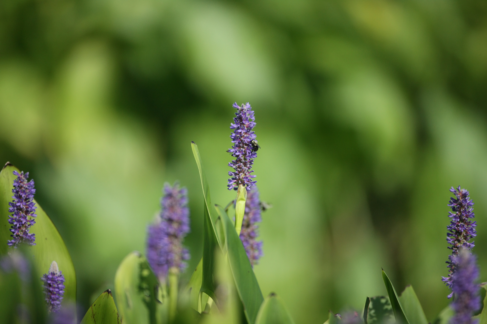 Full Size Image = 11846 K