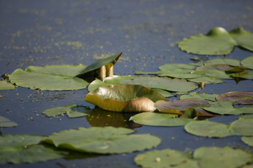 Full Size Image = 3697 K