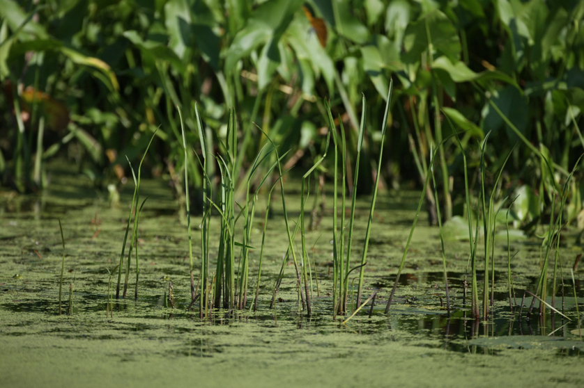 Full Size Image = 4271 K