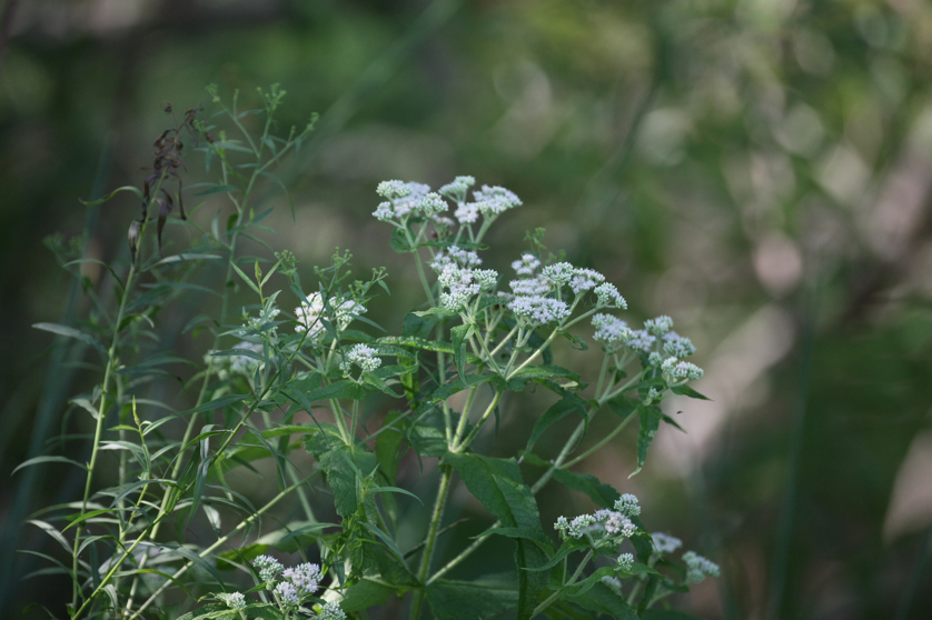 Full Size Image = 3898 K