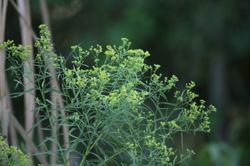 Full Size Image = 4078 K