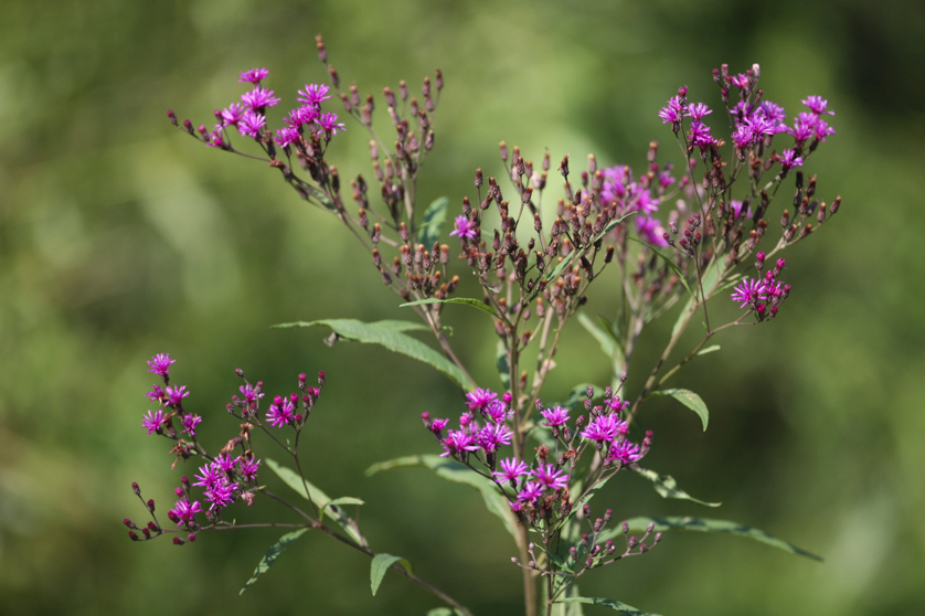 Full Size Image = 3831 K