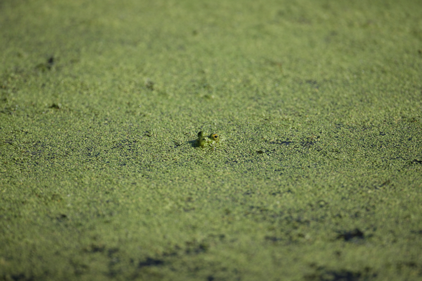 Full Size Image = 4072 K