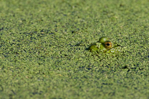 Full Size Image = 1497 K