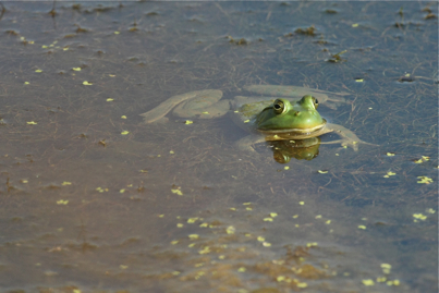 Full Size Image = 866 K