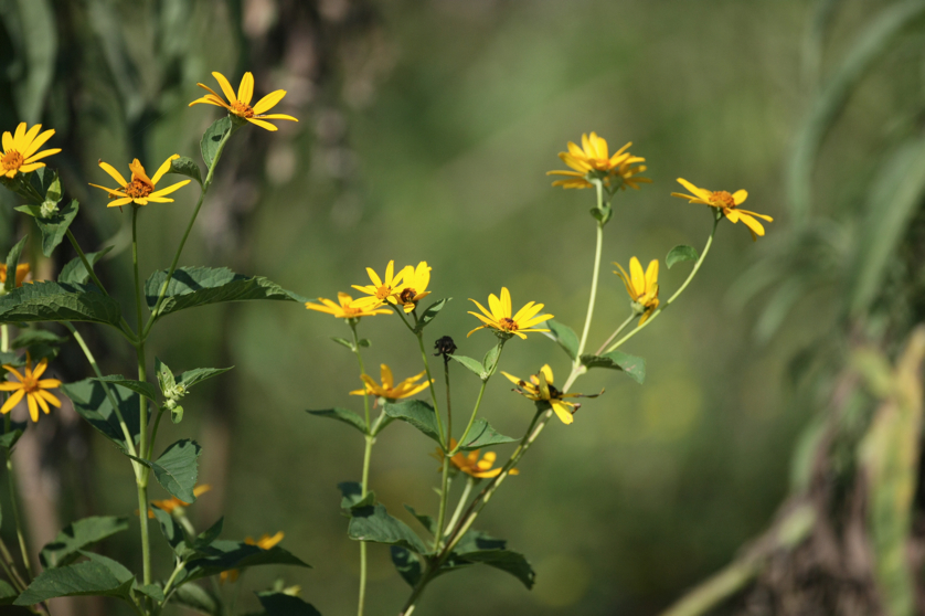 Full Size Image = 3602 K