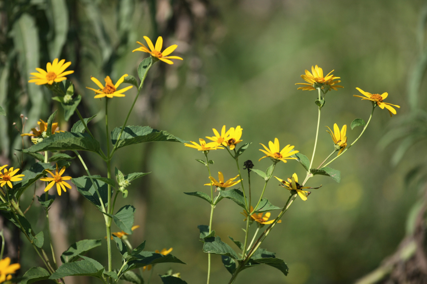 Full Size Image = 3745 K