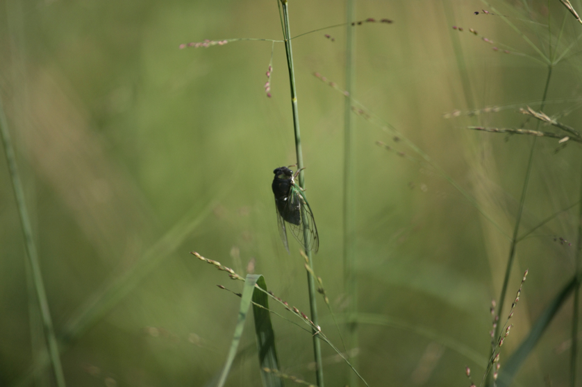 Full Size Image = 3141 K