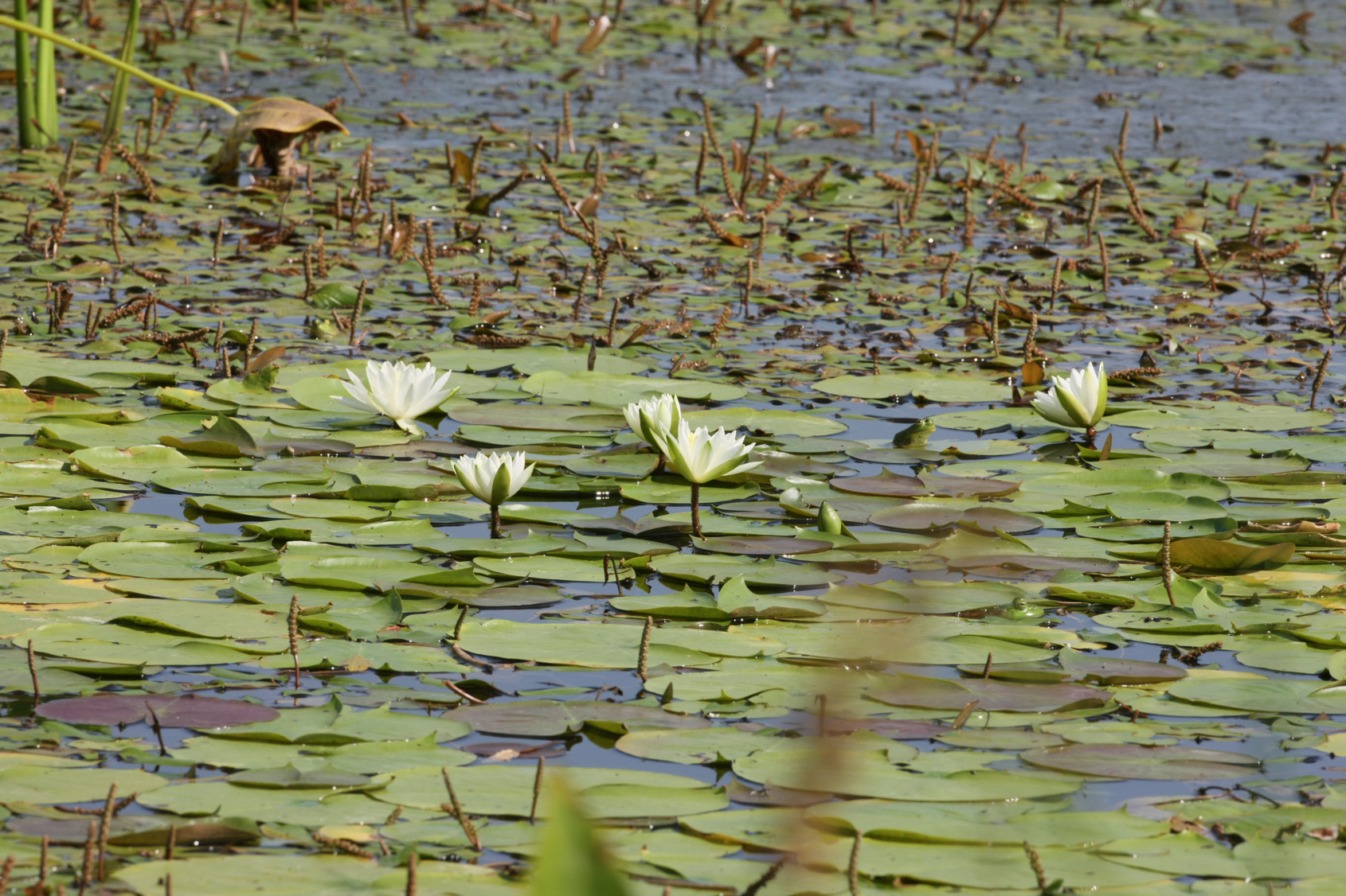 Full Size Image = 15337 K